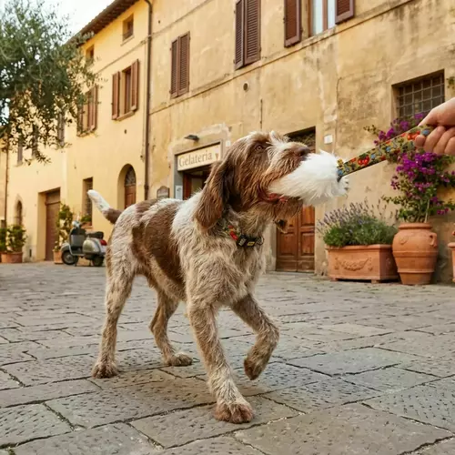 Zdjęcie produktu Szarpak owca z rączką Italy 6