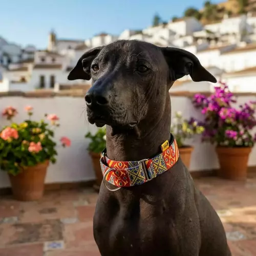 Product photo Martingale collar City Spain 9