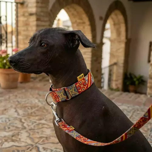 Zdjęcie produktu Obroża martingale City Spain 7