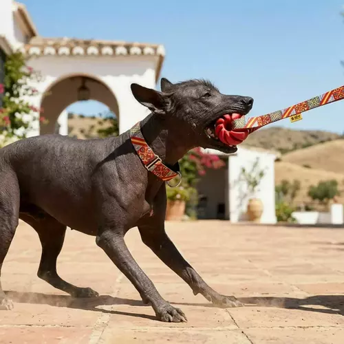 Zdjęcie produktu Obroża martingale City Spain 8