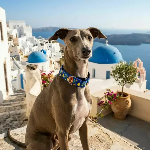 Product photo Martingale collar City Greece 3