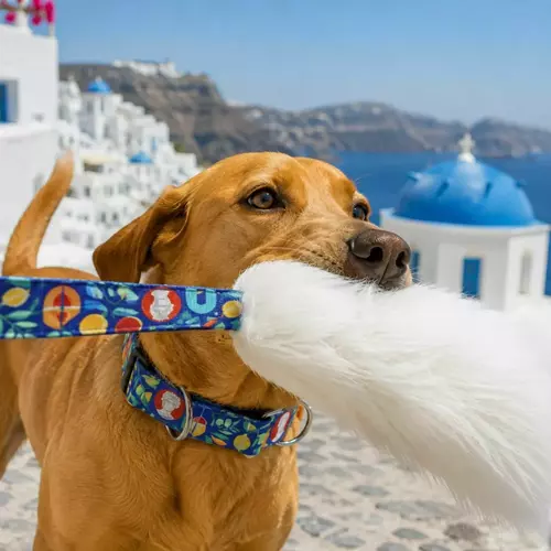 Zdjęcie produktu Obroża martingale City Greece 6