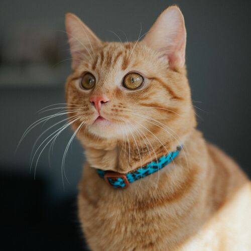 Product photo CAT COLLARS LEOPARD – SET OF 3 PCS 5