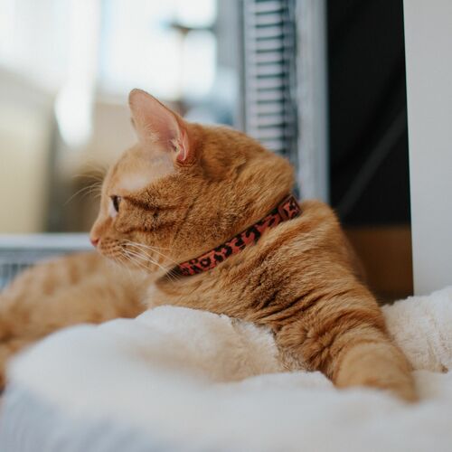 Product photo CAT COLLARS LEOPARD – SET OF 3 PCS 6