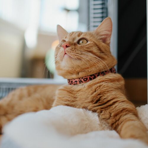 Product photo CAT COLLARS LEOPARD – SET OF 3 PCS 7