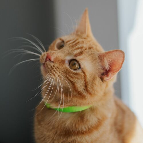 Product photo NYLON CAT COLLARS – SET OF 3 PCS 5