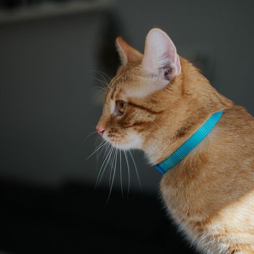 Product photo NYLON CAT COLLARS – SET OF 3 PCS 6