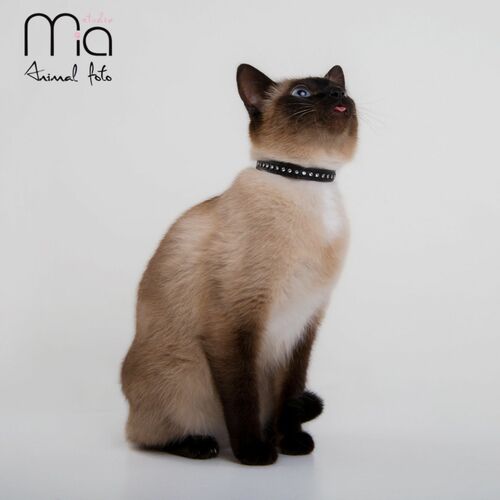 Product photo GLAMOUR cat collar 23
