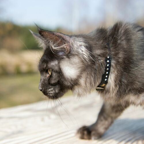 Product photo GLAMOUR cat collar 10