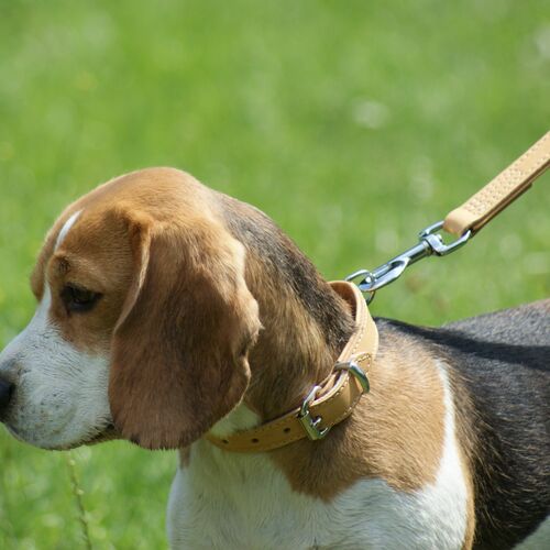 Product photo SOFT NATURAL Leather Leash With Handle, Sewn 5