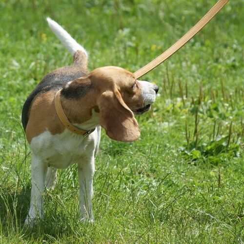 Product photo SOFT NATURAL Leather Leash With Handle, Sewn 9