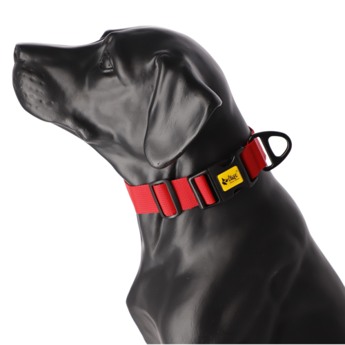 Product photo Wide Dog Collar with Black Hardware 2