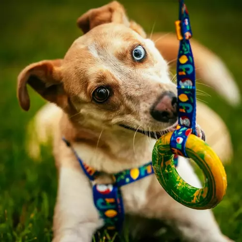 Product photo Ring tug toy with handle Greece 4