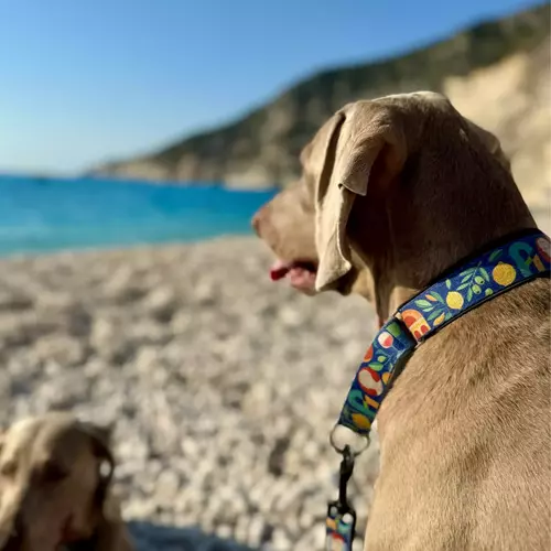 Zdjęcie produktu Obroża martingale City Greece 12