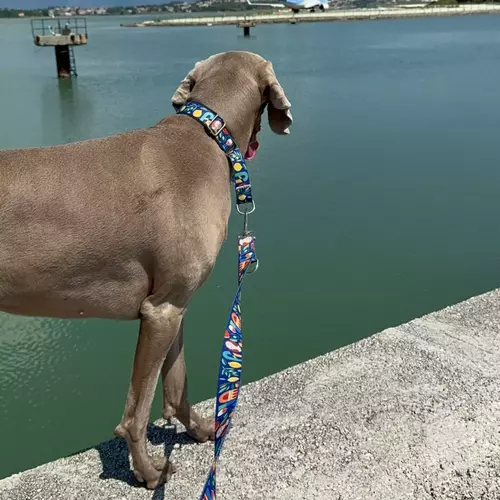 Product photo Martingale collar City Greece 13