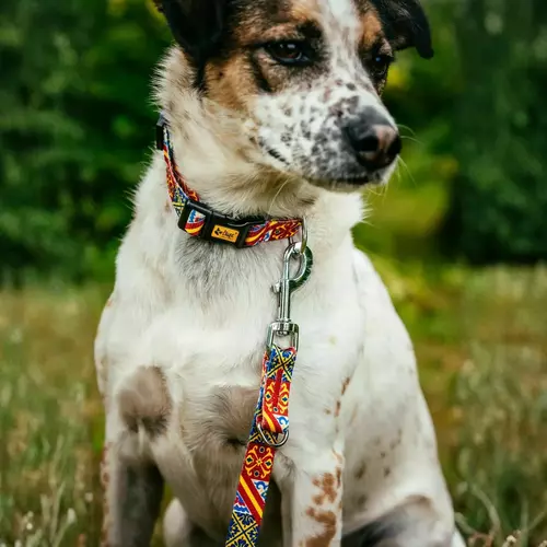 Product photo Adjustable collar City Spain 9