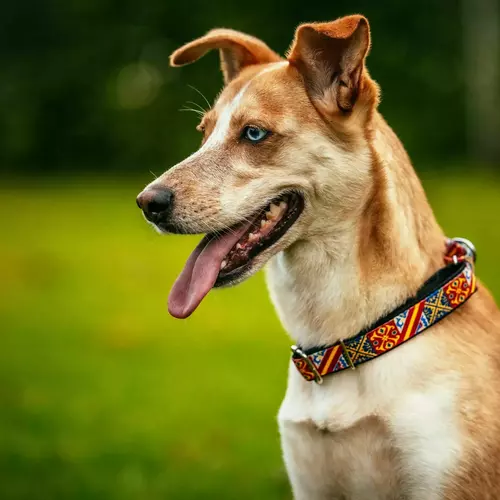 Product photo Martingale collar City Spain 11