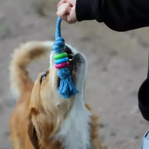 Product photo Fresh Dog Chaser+Dental Rings 30 Cm 5