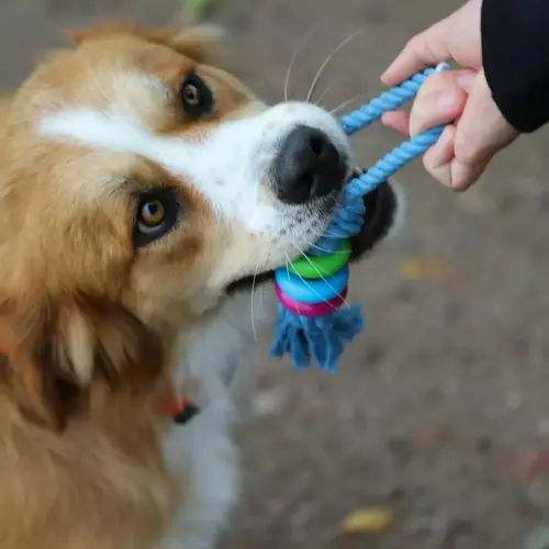 Product photo Fresh Dog Chaser+Dental Rings 30 Cm 2