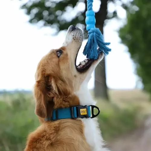 Product photo Fresh Dog Chaser Cord+Dental Tug 3