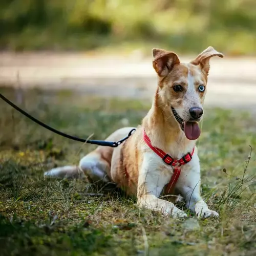 Product photo Reflective Guard Harness 6