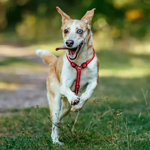 Zdjęcie produktu Szelki GUARD z taśmy odblaskowej REFLEX 2