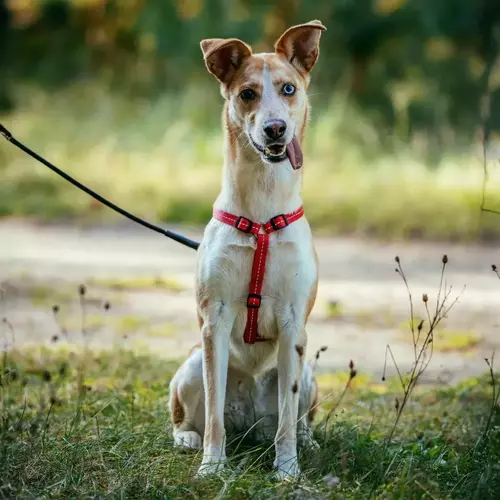 Product photo Reflective Guard Harness 7