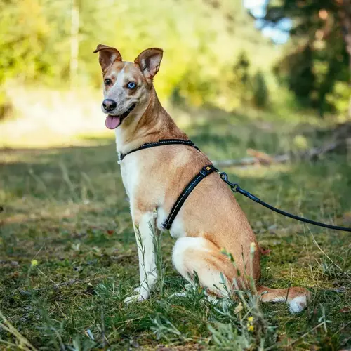 Product photo Reflective Guard Harness 6