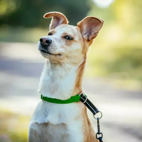 Product photo FLEX Slip Collar 8
