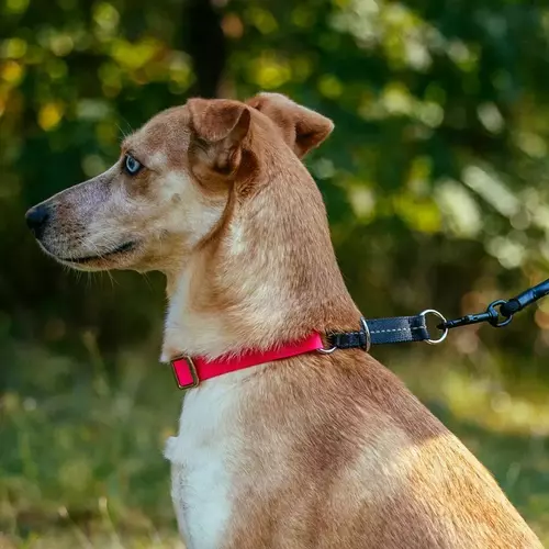 Zdjęcie produktu Obroża zaciągana "Flex" 8