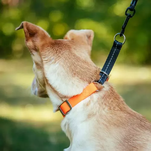 Product photo FLEX Slip Collar 2