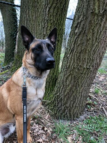 Product photo Single rubber tape leash with handle 2