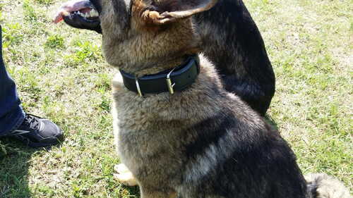 Product photo Leather collar MAX, black 2