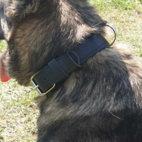 Product photo Leather collar CYWIL, black 3