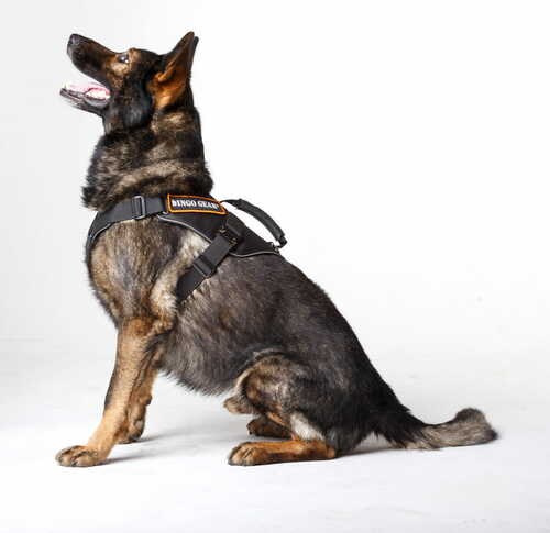 Product photo EXTREME COBRA-SYSTEM harness, black 4