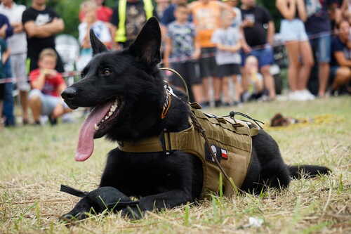 Product photo Tactical harness with MOLLE system 11