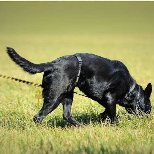 Product photo Tracking harness made of TRACY tape, black 2