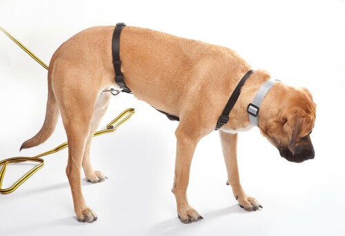 Product photo Tracking harness made of TRACY tape, black 4