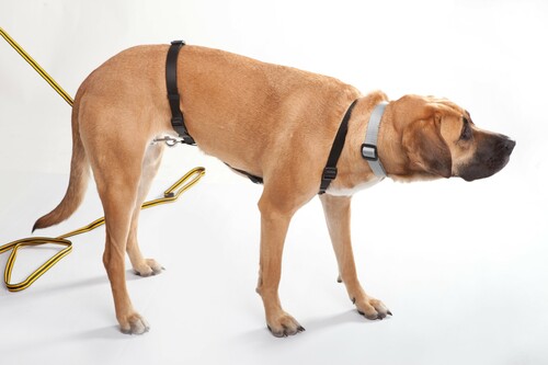 Product photo Tracking harness made of TRACY tape, black 5