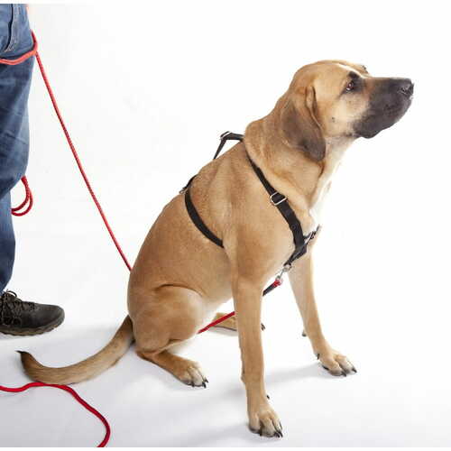 Product photo WEDA tracking harness upper and lower 2