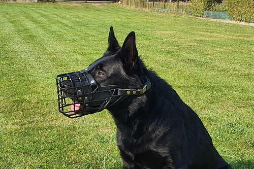 Product photo K-9 physiological muzzle for German Shepherd 4