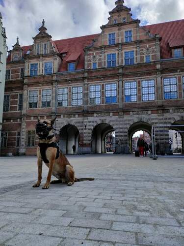 Zdjęcie produktu Kaganiec fizjologiczny K-9 dla Malinoisa 4