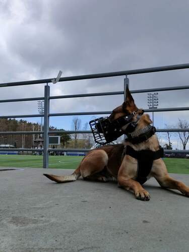 Product photo K-9 physiological muzzle for Malinois 5
