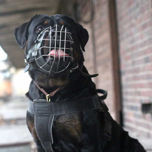 Product photo Reinforced metal muzzle for Rottweiler 3