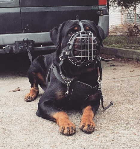 Product photo Reinforced metal muzzle for Rottweiler 9