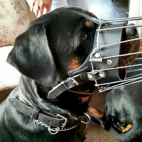 Product photo Reinforced metal muzzle for Rottweiler 4