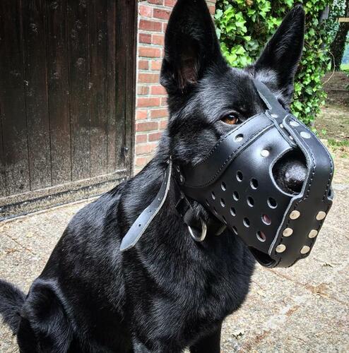 Product photo Reinforced leather muzzle for dog 4