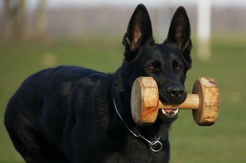 Product photo Screw-in wooden dumbbell for IGP EXTRA 3