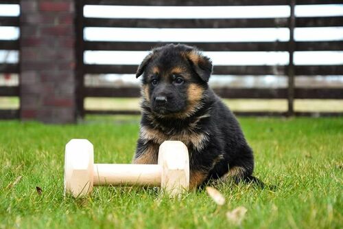 Product photo Screw-in wooden dumbbell for IGP EXTRA 4