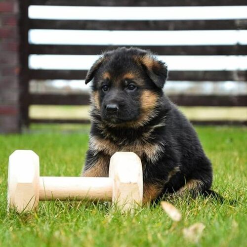 Product photo Wooden dumbbell for IGP, glued from beech wood 3